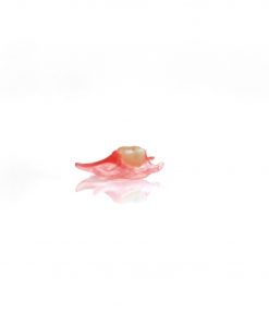 nesbit denture